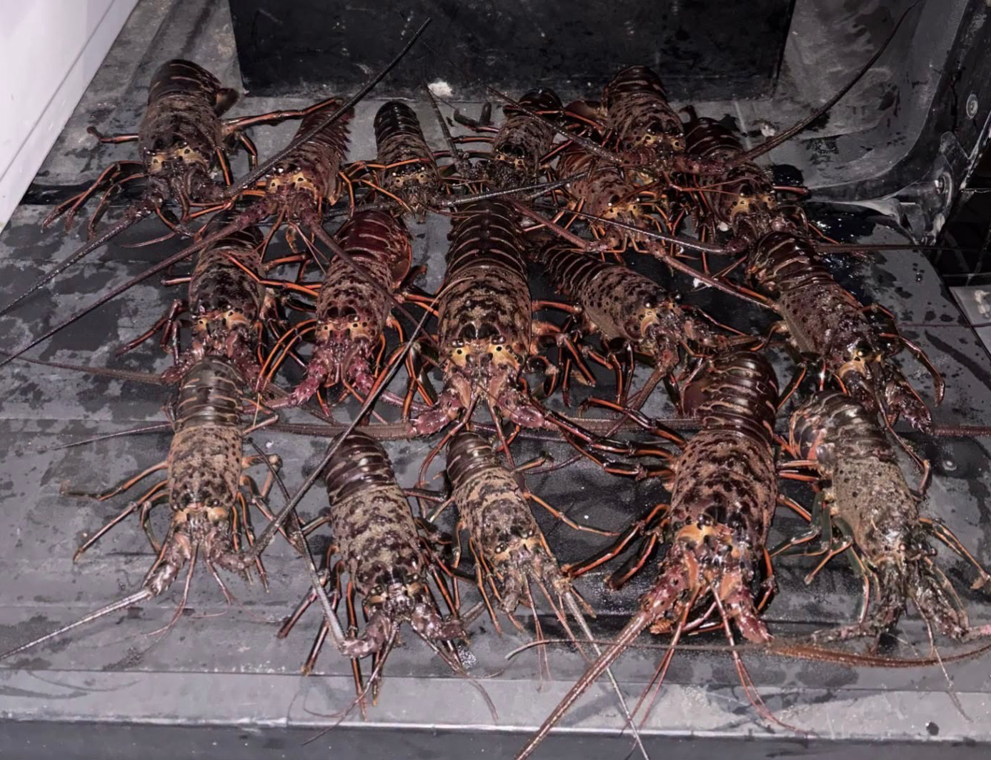팔로스 버디스 해안서 랍스터 불법 포획 5명 적발